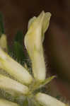 Tennessee milkvetch